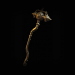 Path of Exile Trypanon 5-Linked